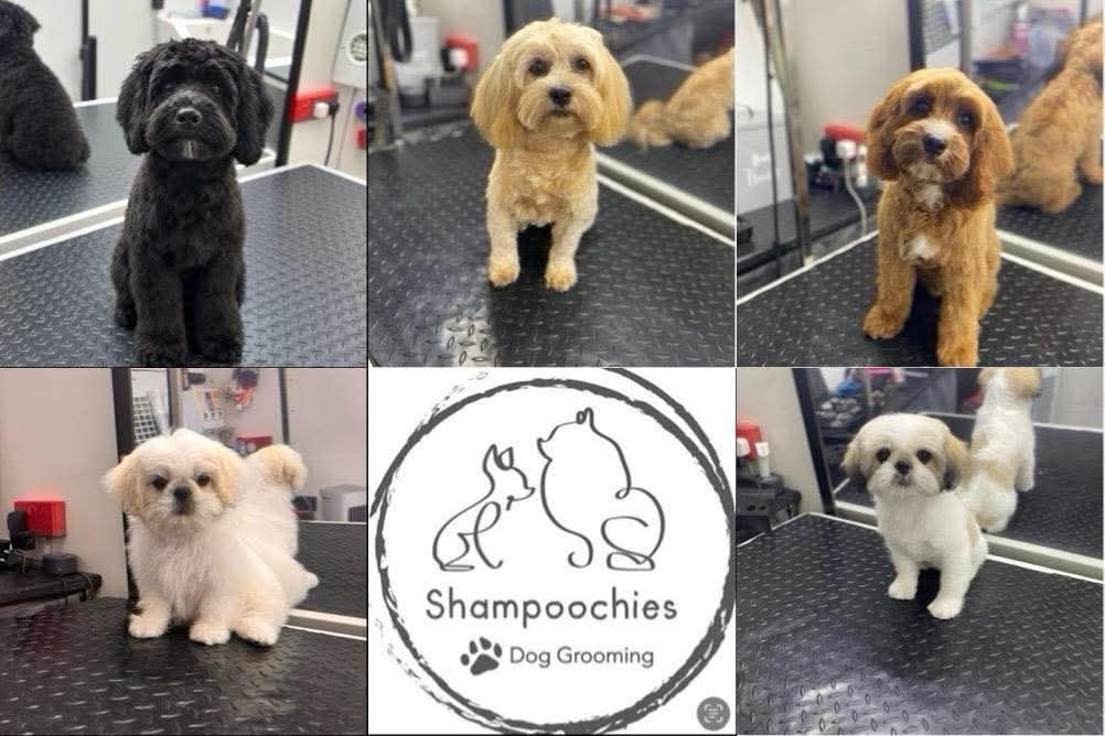Collage of freshly groomed dogs with the Shampoochies logo