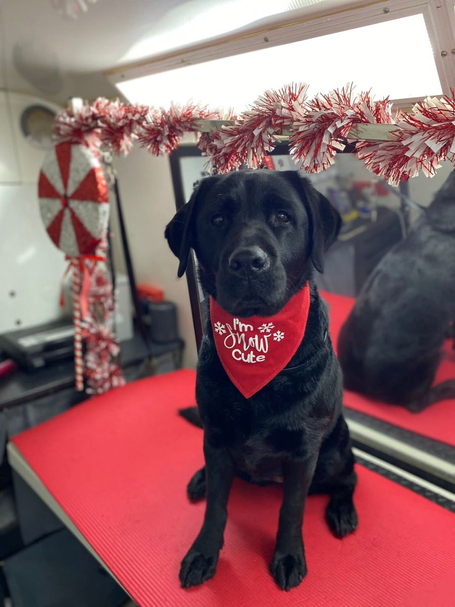 A black Labrador wearing a festive bandana on the grooming table
