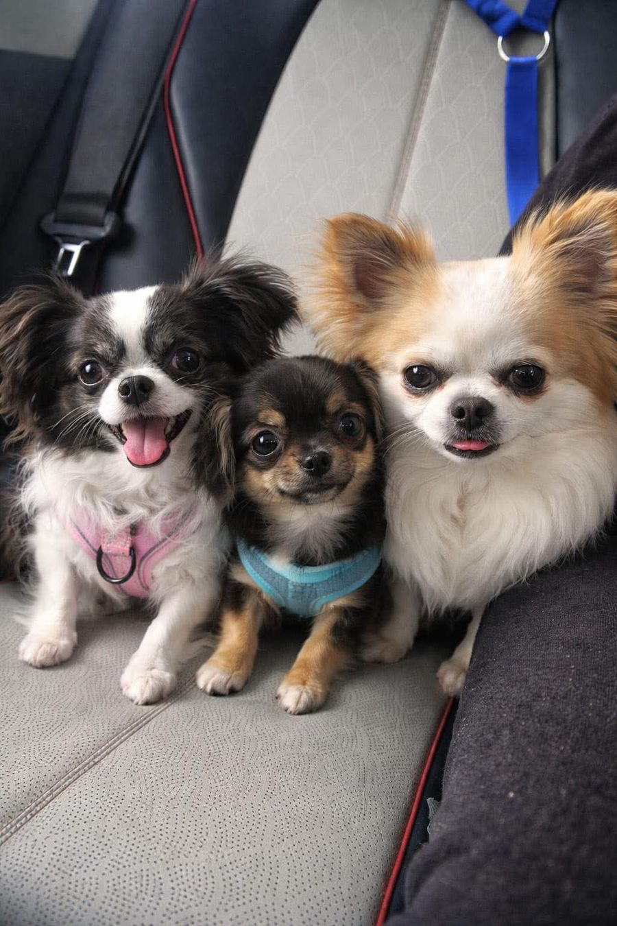 Three small dogs sitting together on a car seat