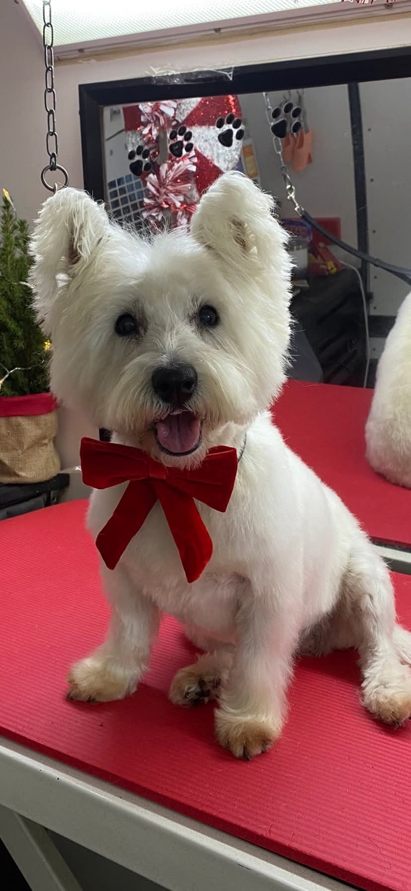 A freshly groomed white Westie wearing a red bow on the grooming table